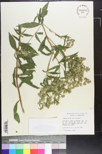 Eupatorium altissimum image