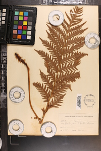 Woodwardia spinulosa image