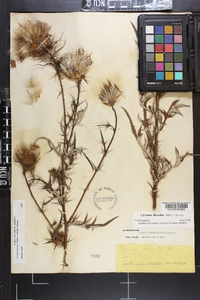 Cirsium discolor image