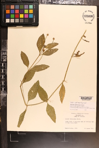 Phyla lanceolata image