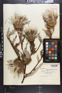 Cirsium altissimum image