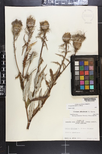 Cirsium altissimum image