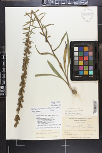 Liatris virgata image