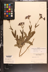 Verbena rigida image