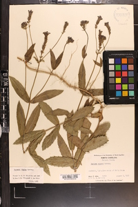 Verbena rigida image