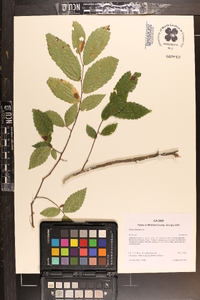 Ulmus alata image