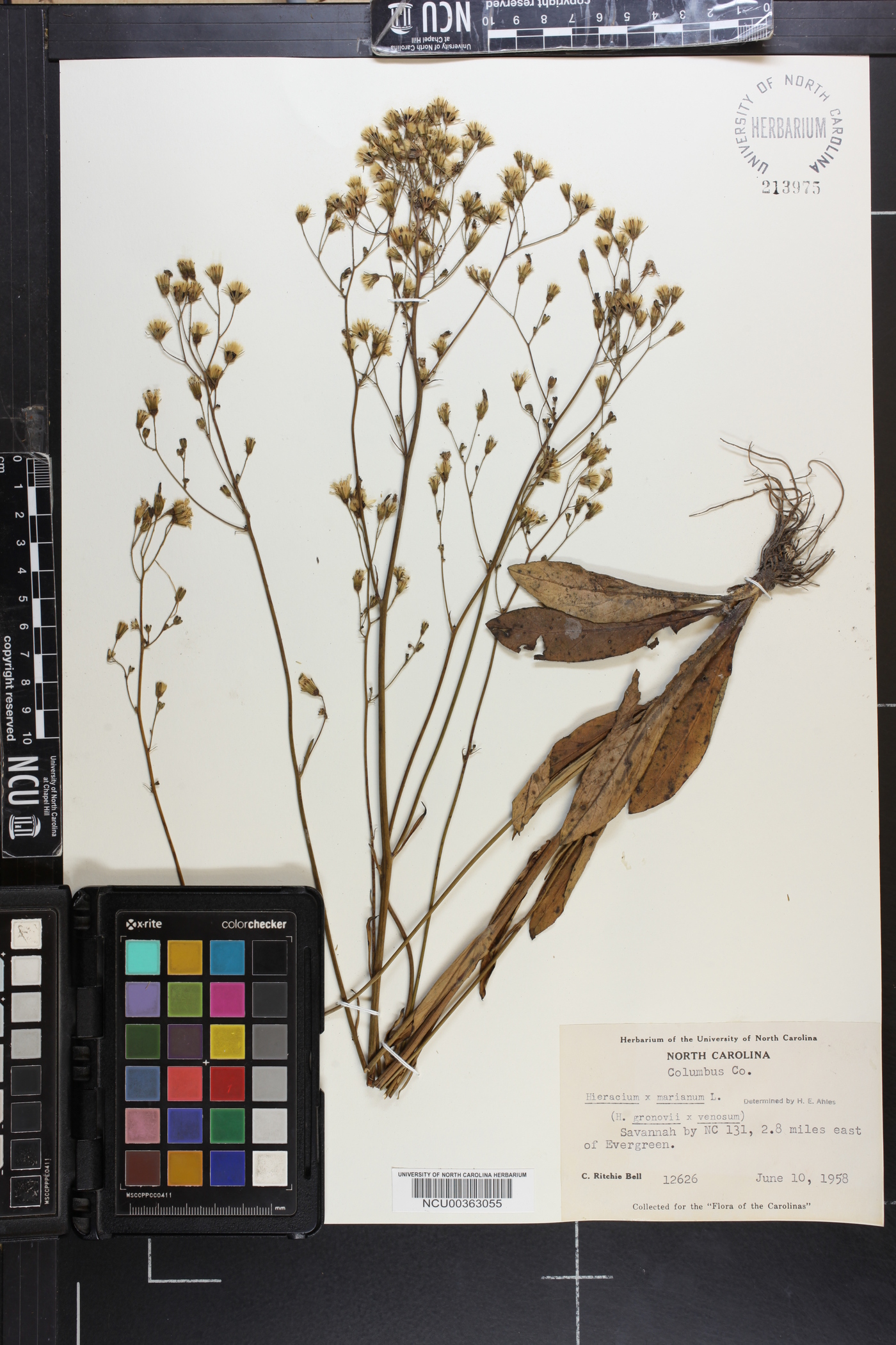 Hieracium marianum image