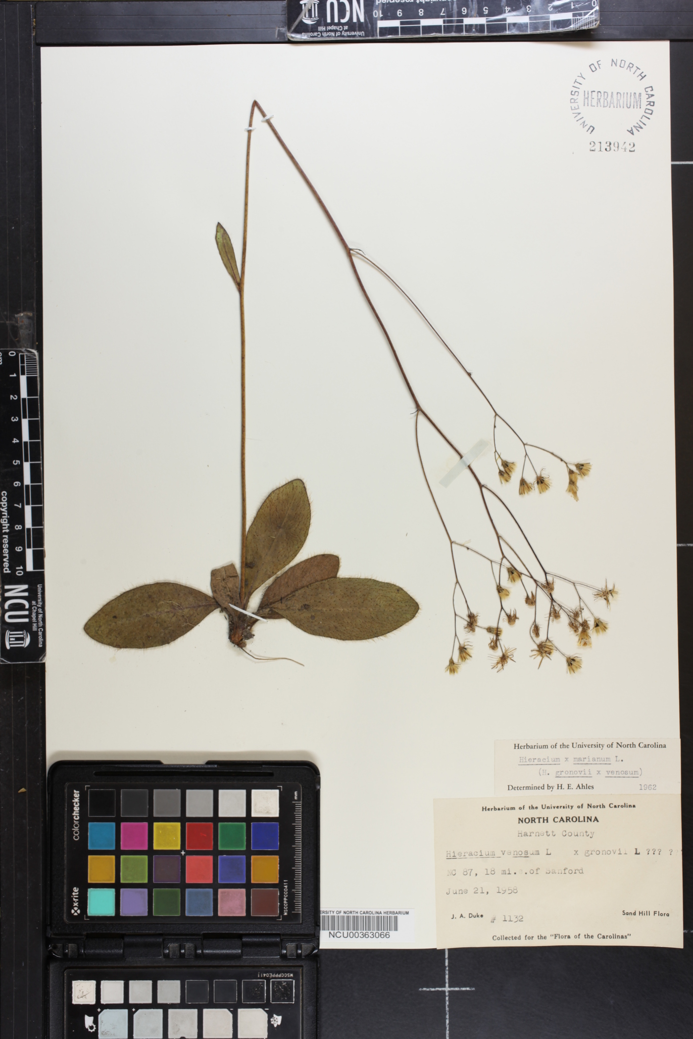 Hieracium marianum image