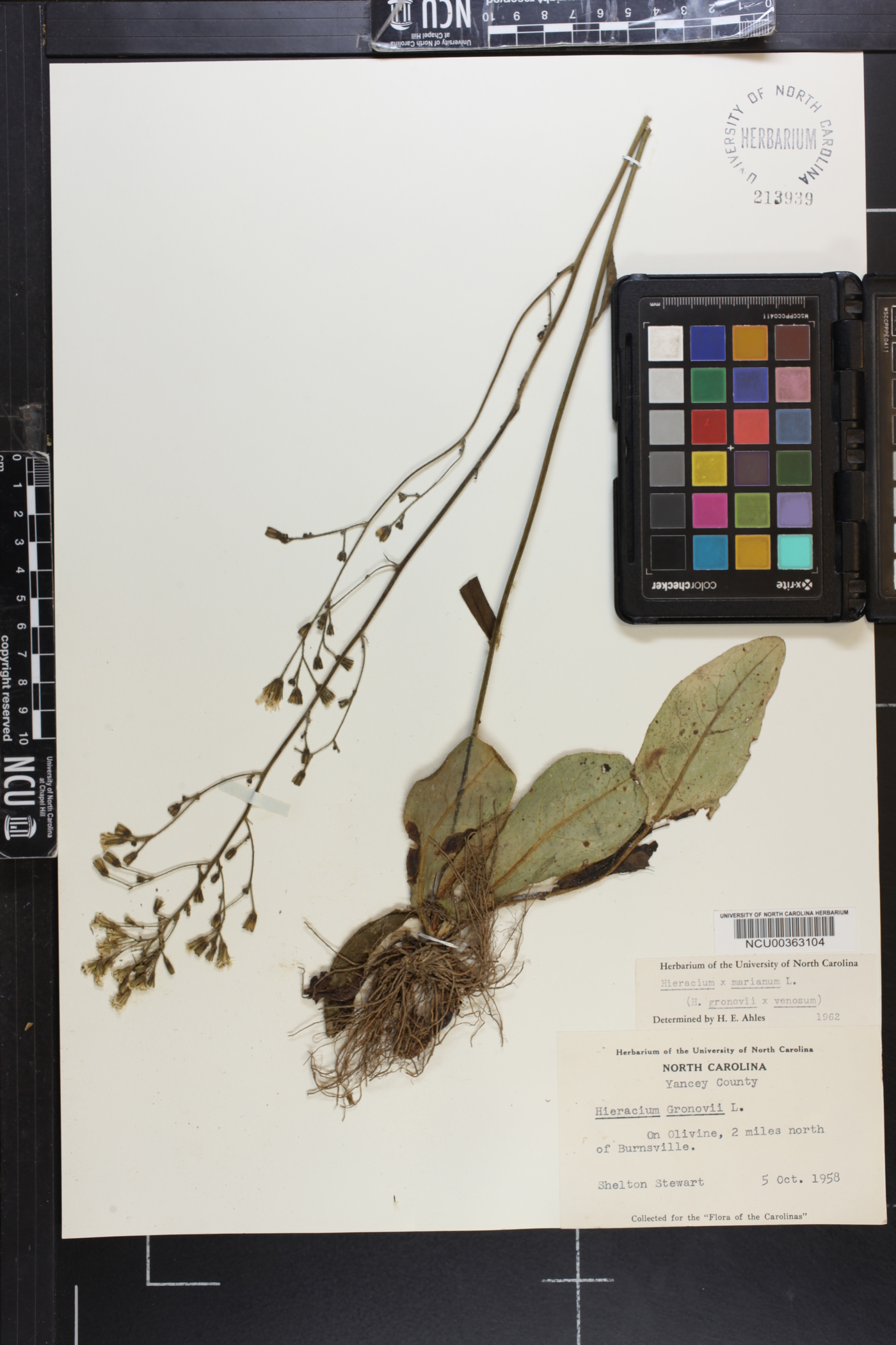 Hieracium marianum image