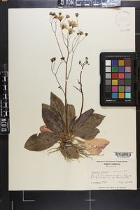 Hieracium venosum image