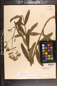 Eupatorium album image