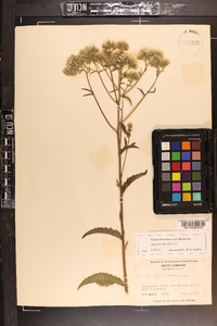 Eupatorium album image