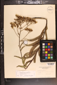 Eupatorium album image