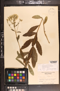 Eupatorium album image