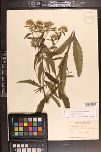 Eupatorium album image