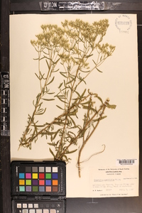 Eupatorium cuneifolium image