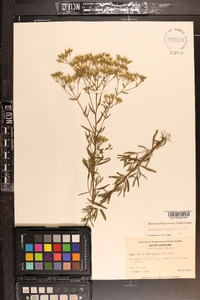 Eupatorium cuneifolium image