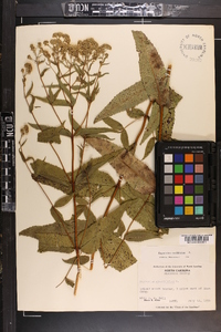 Eupatorium sessilifolium image