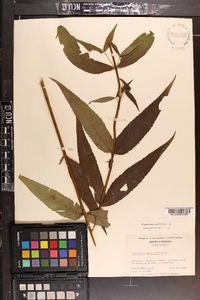 Eupatorium sessilifolium image