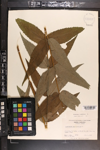 Eupatorium sessilifolium image