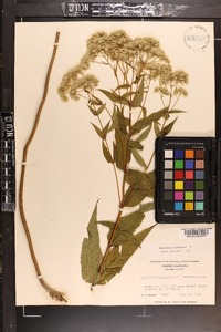 Eupatorium sessilifolium image