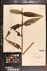 Eupatorium sessilifolium image