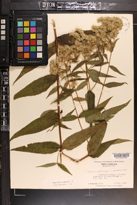 Eupatorium sessilifolium image