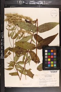 Eupatorium sessilifolium image