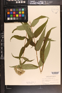 Eupatorium sessilifolium image