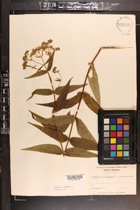 Eupatorium sessilifolium image