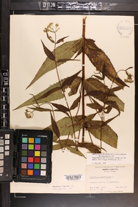 Eupatorium sessilifolium image