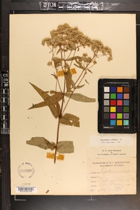 Eupatorium sessilifolium image