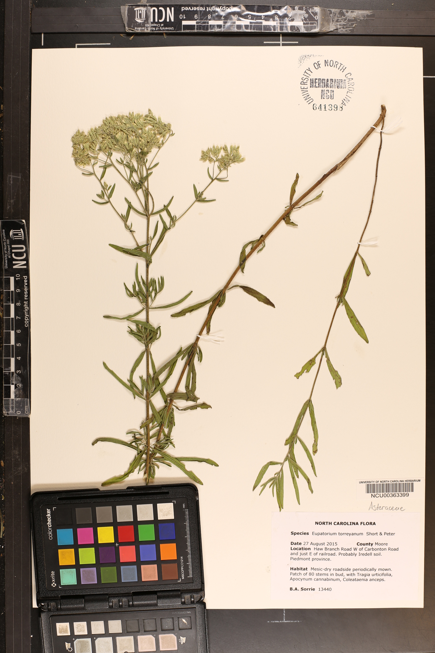 Eupatorium torreyanum image