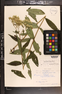 Eupatorium vaseyi image