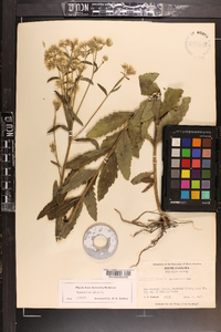 Eupatorium album image