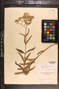 Eupatorium album image