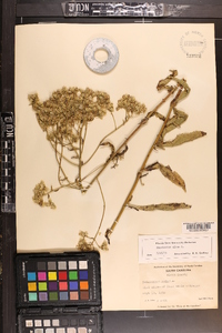 Eupatorium album image