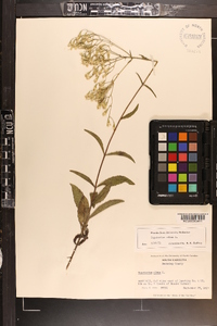 Eupatorium album image