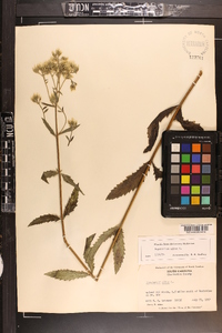 Eupatorium album image