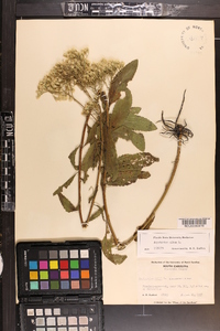 Eupatorium album image