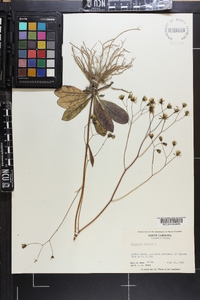 Hieracium venosum image