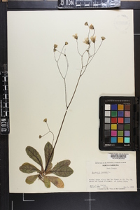 Hieracium venosum image