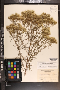 Eupatorium hyssopifolium image