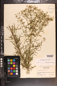 Eupatorium hyssopifolium image