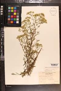 Eupatorium cuneifolium image