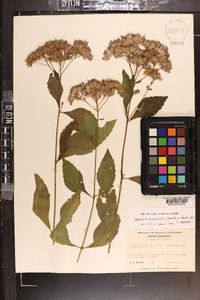 Eupatorium dubium image