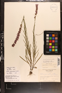 Liatris pilosa image