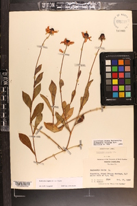 Rudbeckia fulgida var. fulgida image