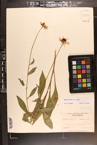 Rudbeckia fulgida var. fulgida image