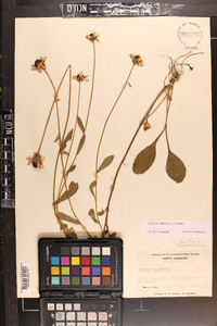 Rudbeckia fulgida var. fulgida image